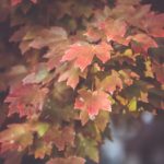 探索龙八国际官网首页的精彩游戏与优惠活动 jiadie