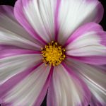 探索钱柜qg1515:如何在娱乐中获得更多乐趣与收益 mh372