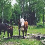 揭秘捕鱼大作战平台:如何在游戏中获得高分 r98x5tiwdo